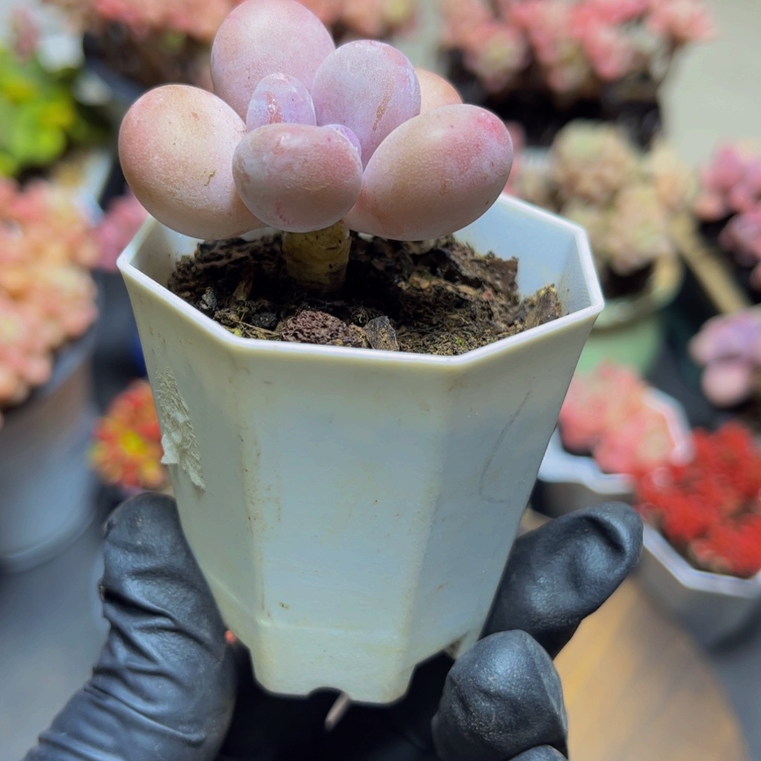 413丸叶蛋黄奶酪4厘米多肉