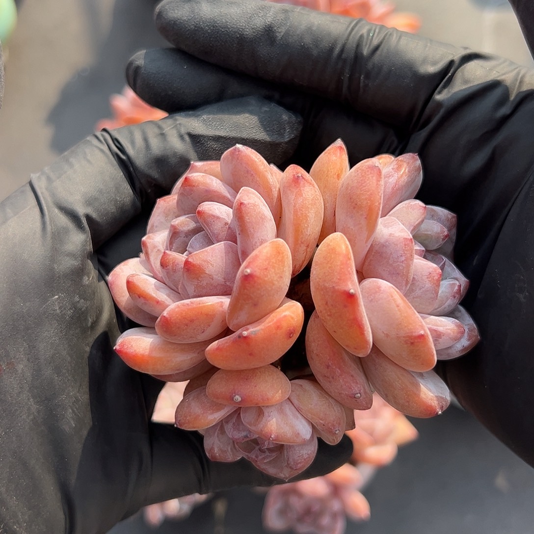 爱***盆三头星影带盆发1516