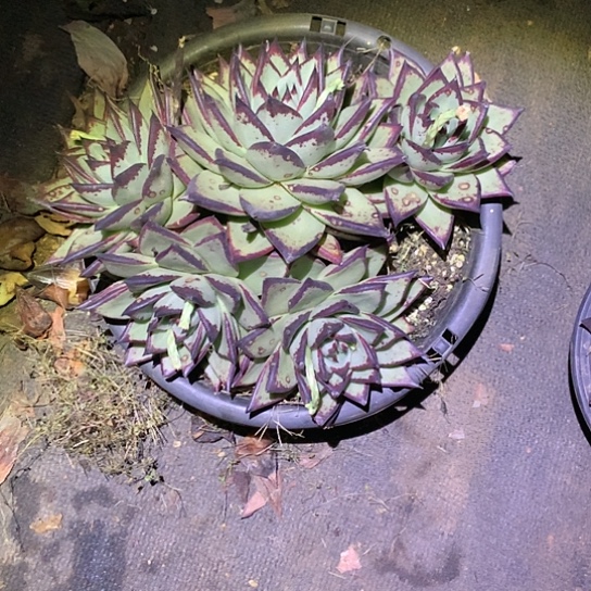 美肉特价活动开始了