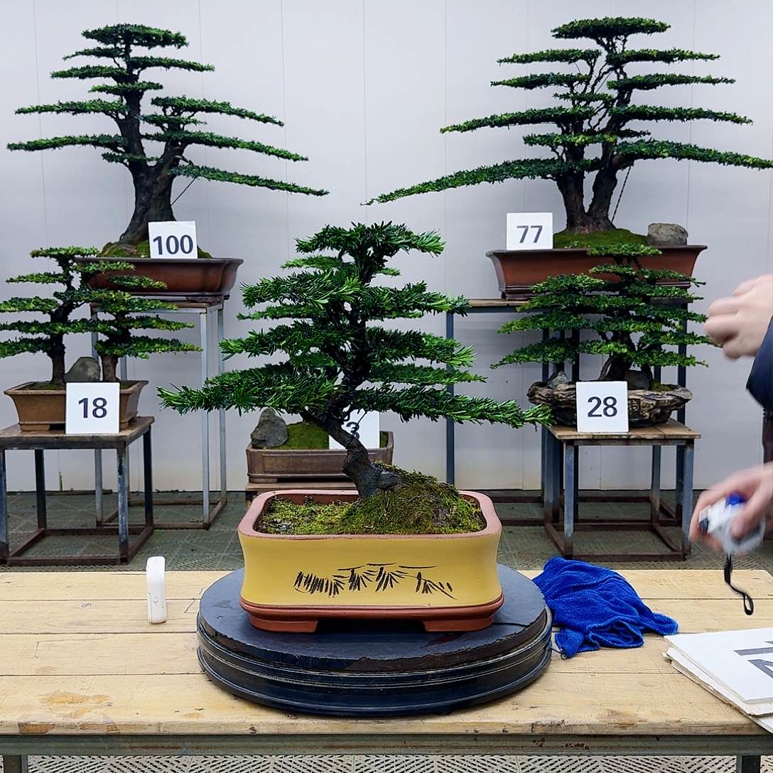 盆景米叶罗汉松盆景