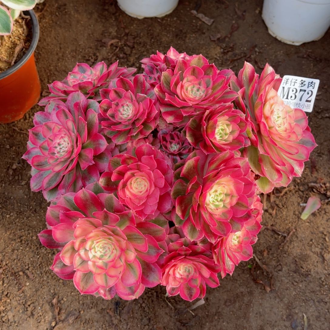 372倾城 冠幅25左右