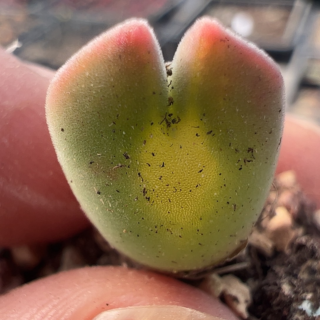 N***_一物一拍。    895