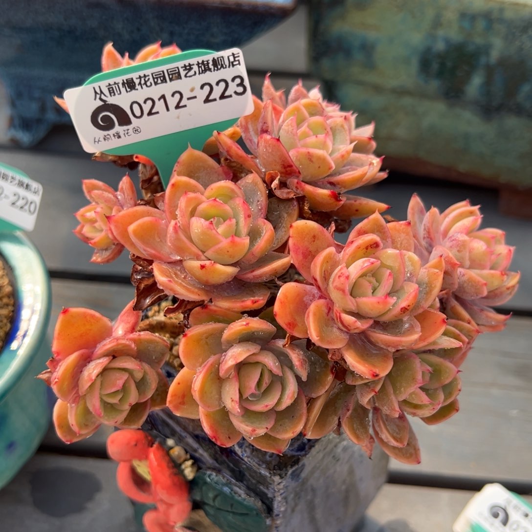 从前慢多肉精选编号0212.223