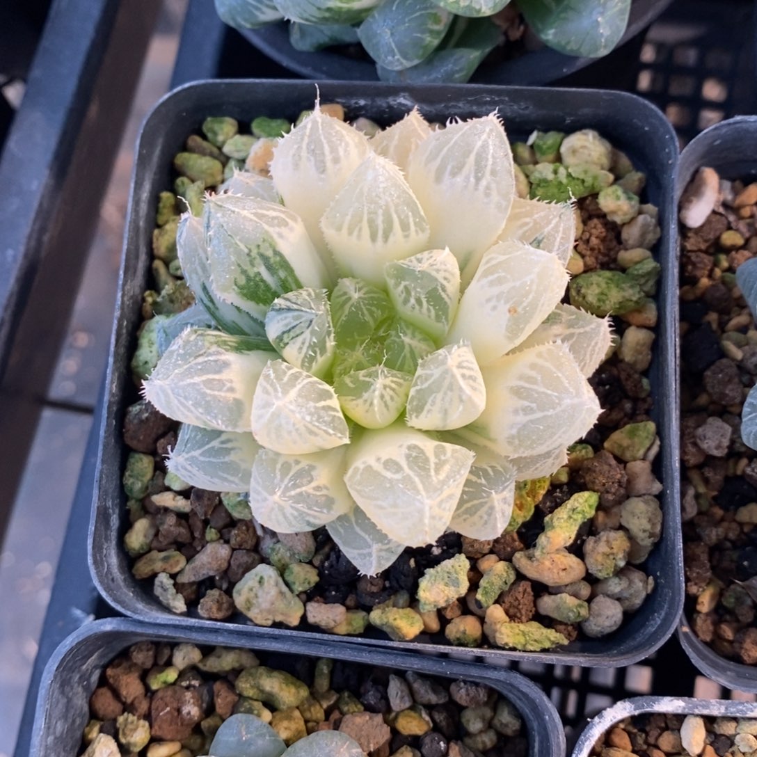 一颗实生楼兰锦 元旦福利