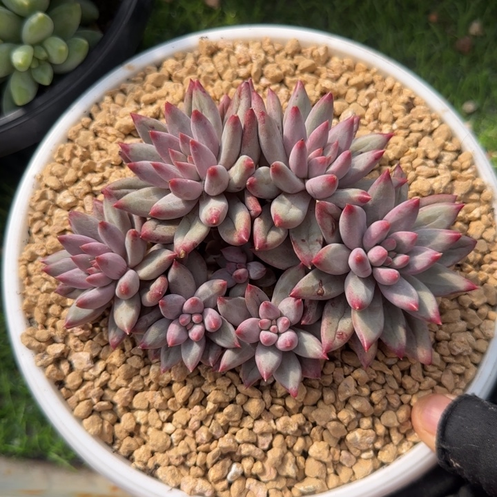 羽毛纹虞美人多肉植物