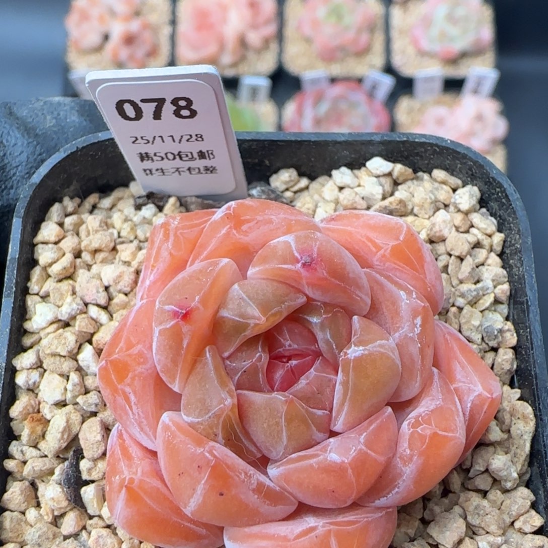 078  孤品   5厘米盆