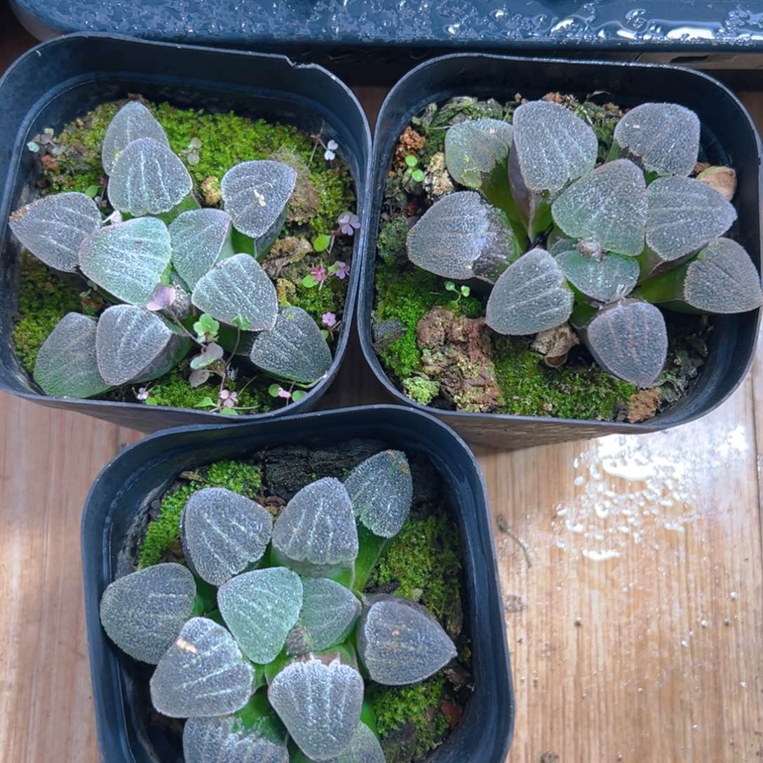 青瓷玉露多肉多肉一颗