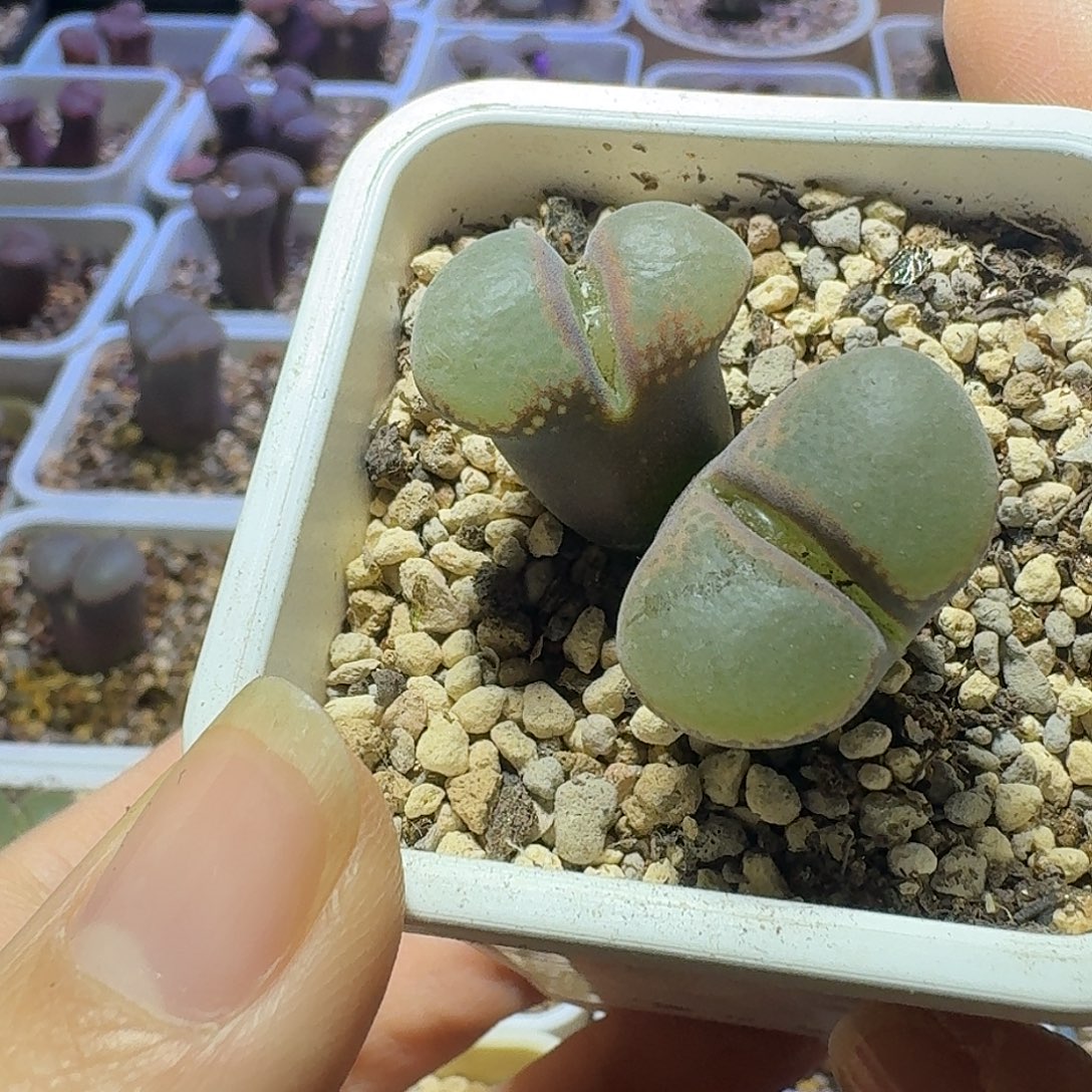 12号双头风铃一物一拍