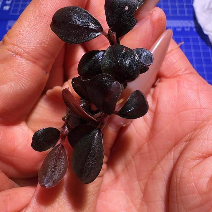 无花朵福利葡萄圆海福利一份植物