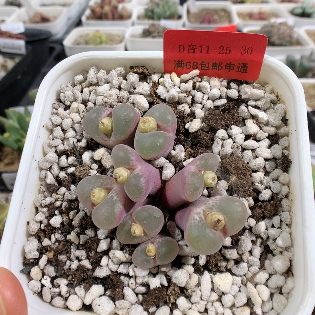 11-25-30     母本安格