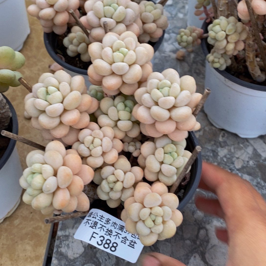 388洛可可多肉9cm