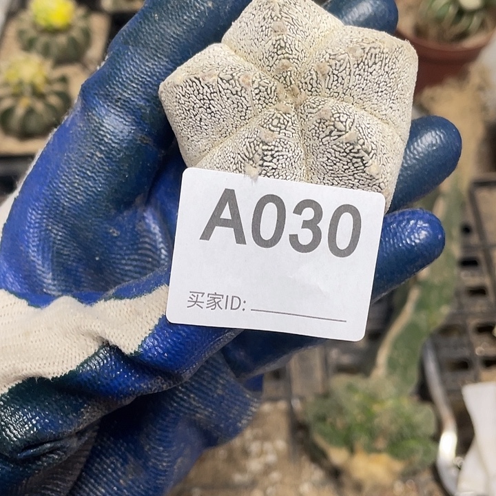 三角架街30号鸾凤玉恩中