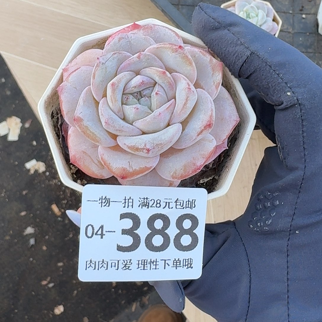 奶芙无盆土发货无
