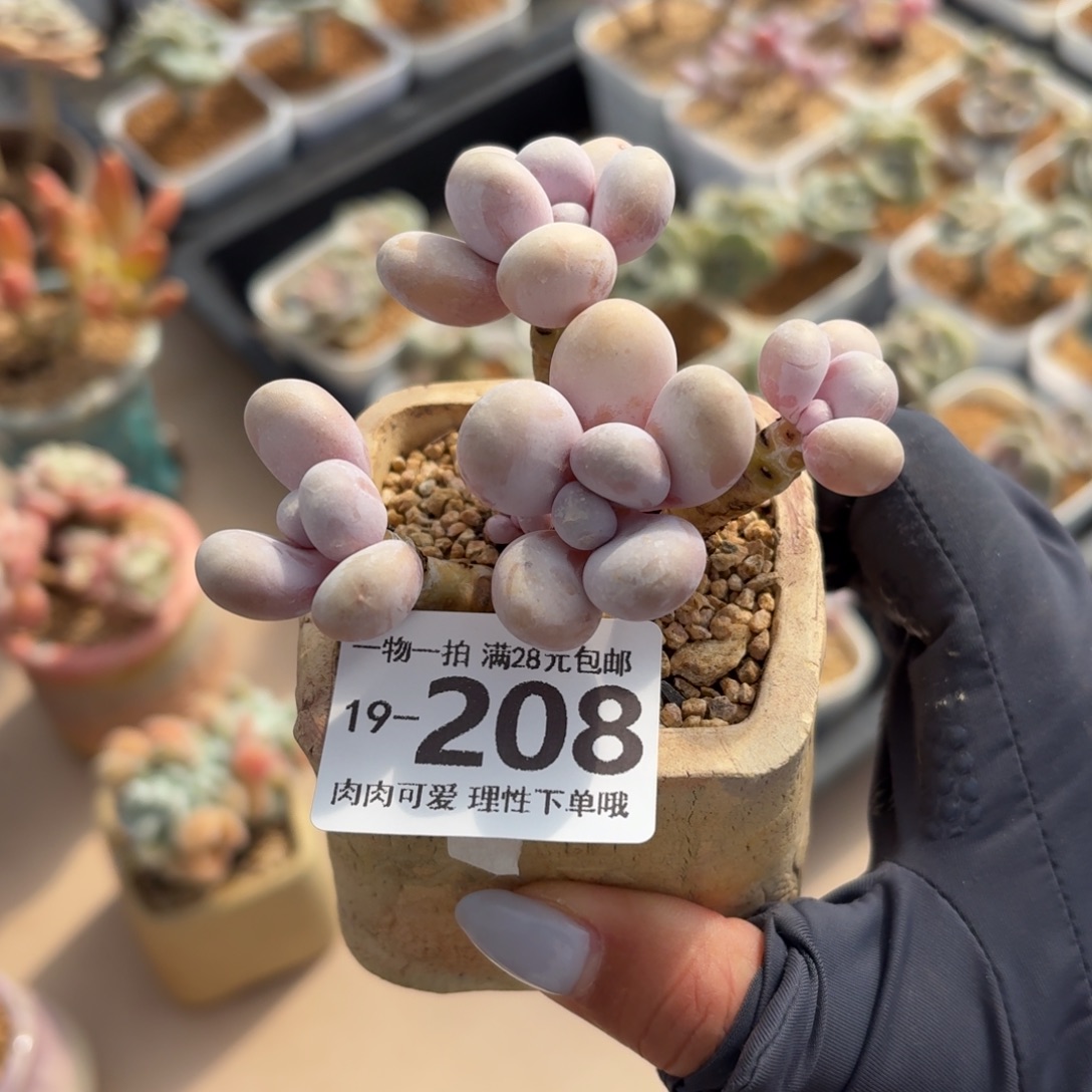 奶酪无盆土发货无盆