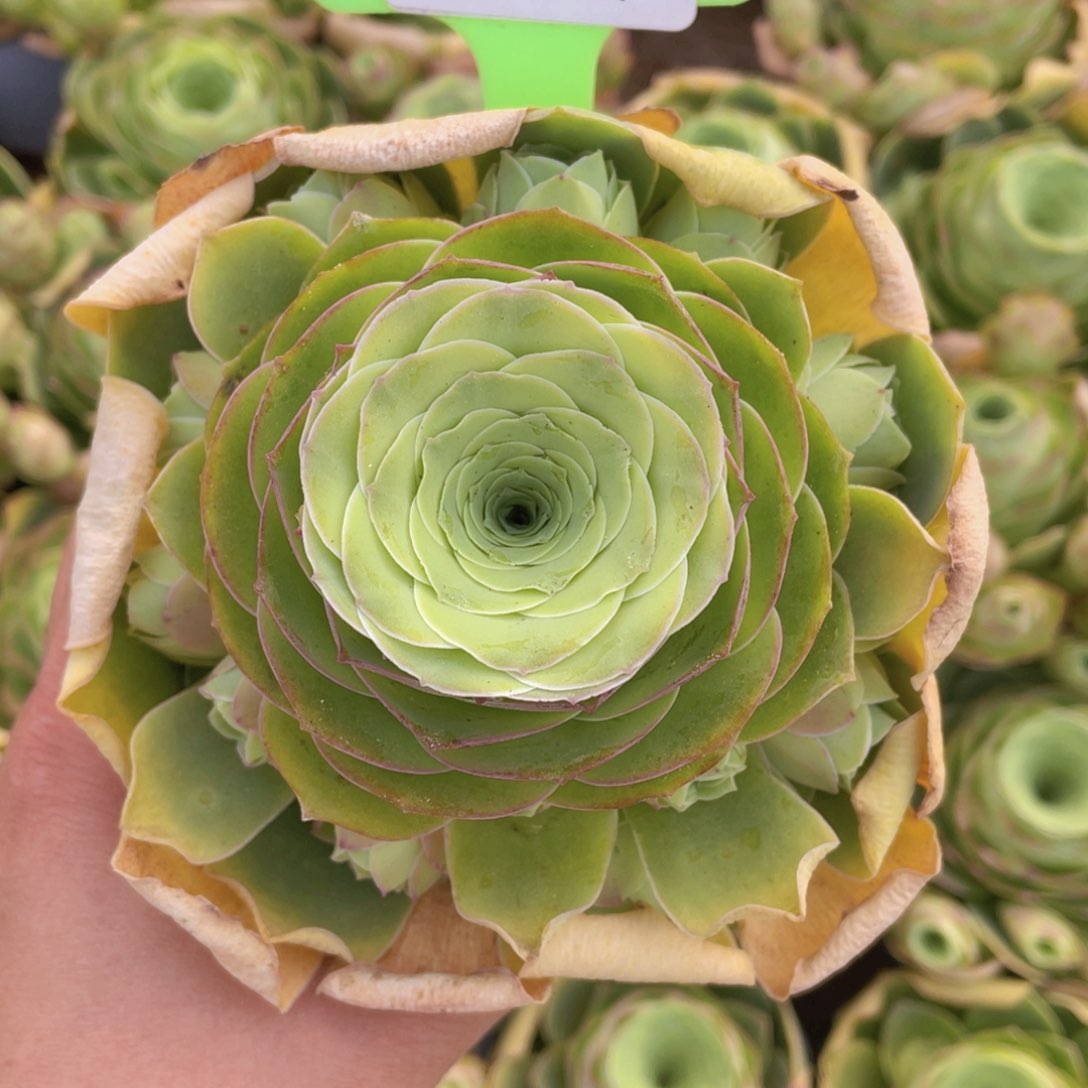 甜夕玫瑰J382一物一拍