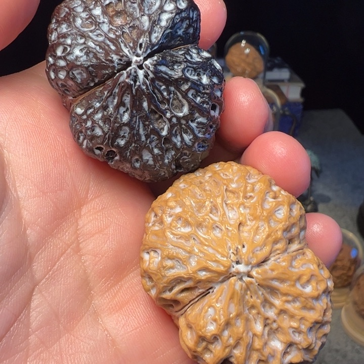 文玩核桃把件芭蕉扇46mm