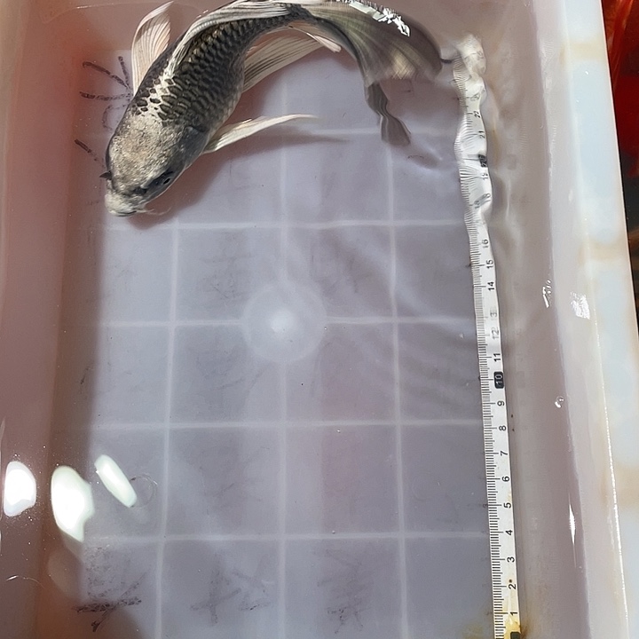 蝴蝶鲤鱼渔场直发44