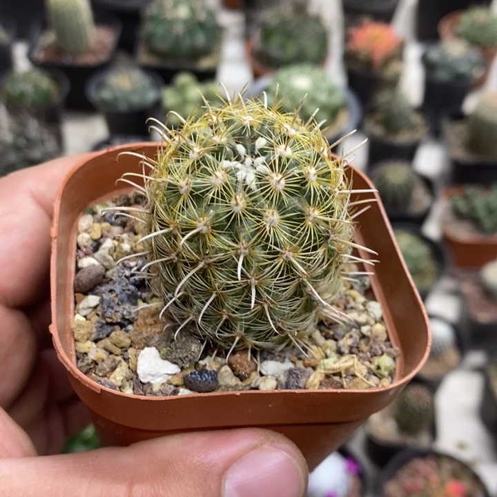 绿花金罗萨特价福利