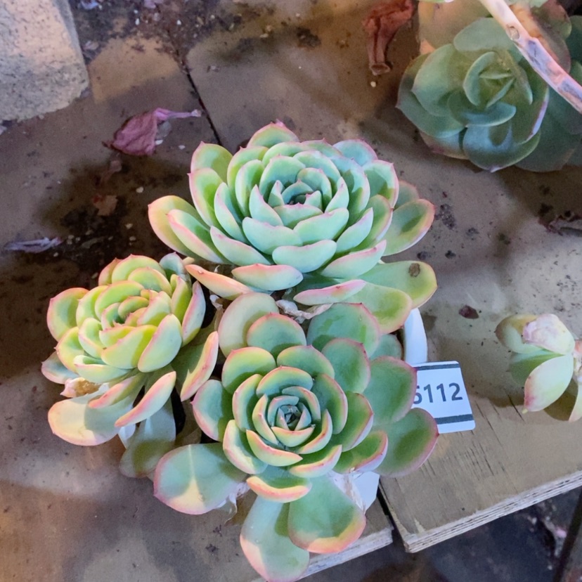 【闪购商品】晨露05112