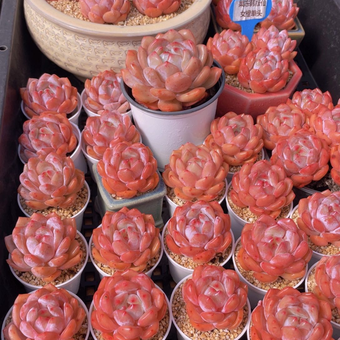 量拍66号 果冻韩版仙女橙单头5个