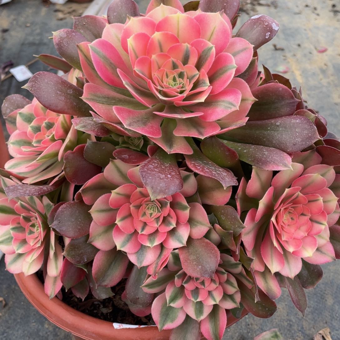 569香妃朵朵精品法师多肉