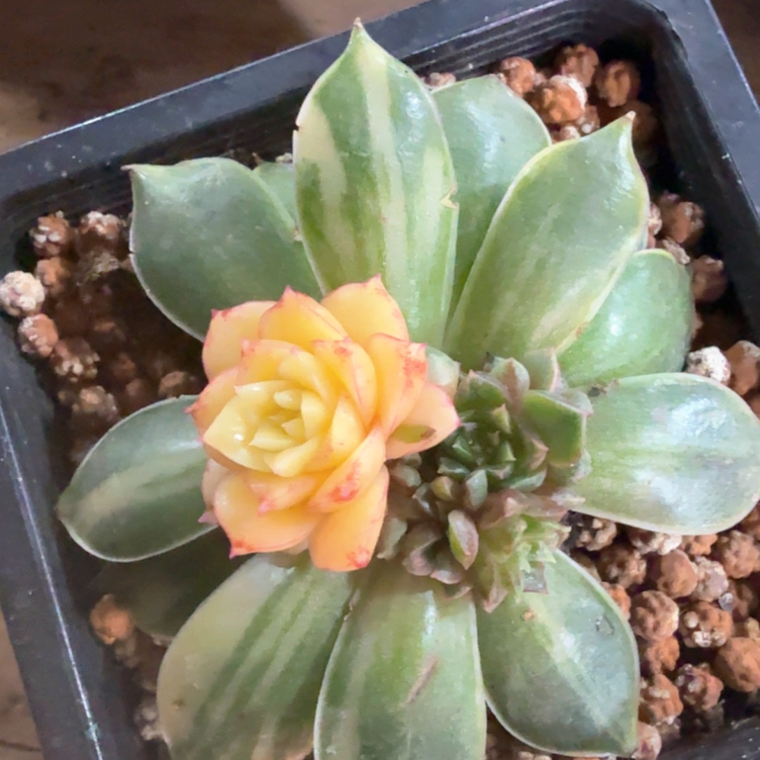 皮皮虾锦 多肉植物