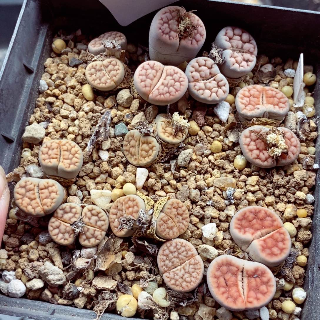 我的小姐姐们都是我011