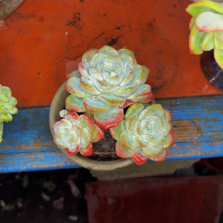 木***族老桩精品肉肉冰玉