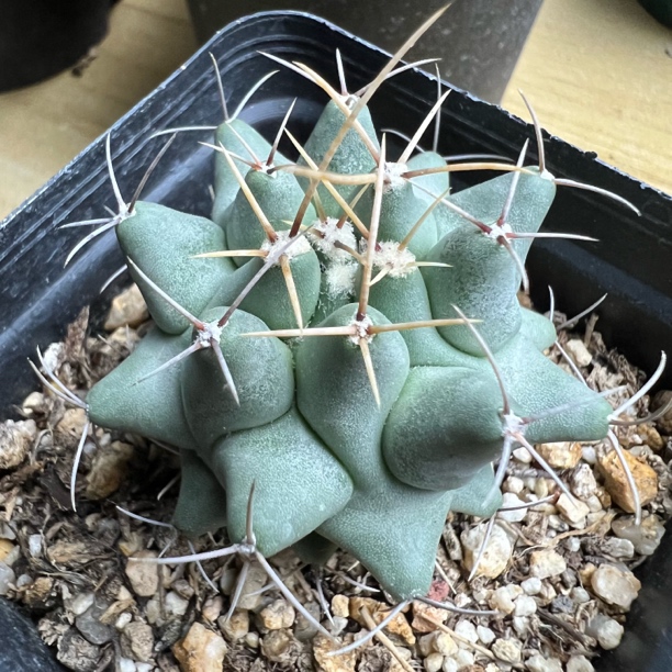 眠狮子瘤玉属仙人球多肉植物绿植盆栽花卉龙舌兰