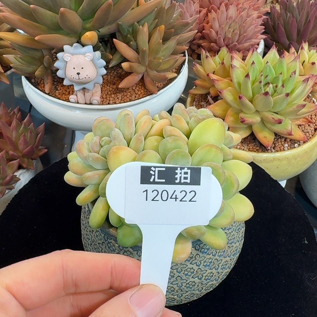 精品多肉植物120422