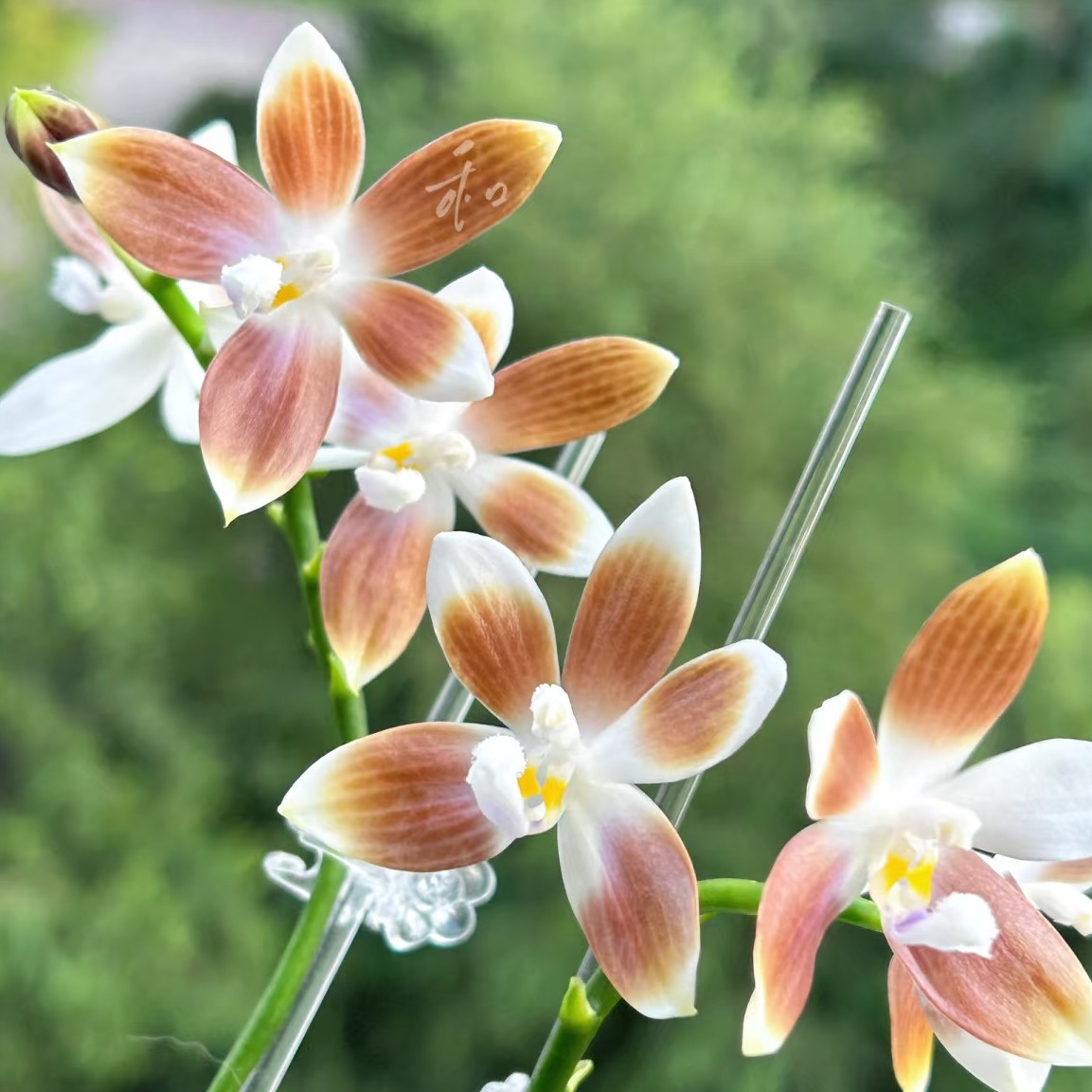 佳禾兰园   盲盒随机  2.5寸（苗）      