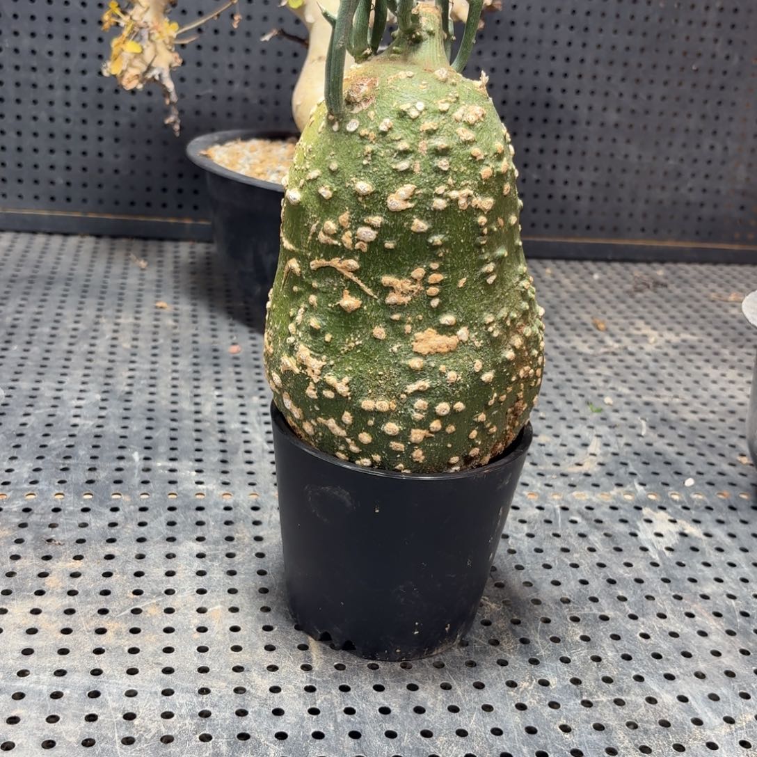 球腺蔓36666666669666