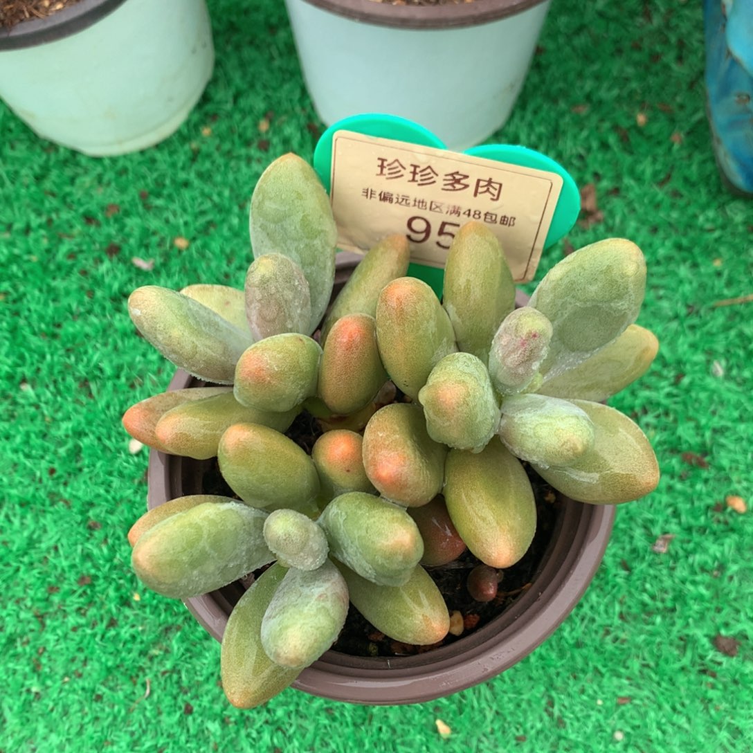 糖果美人老桩无砍平头95