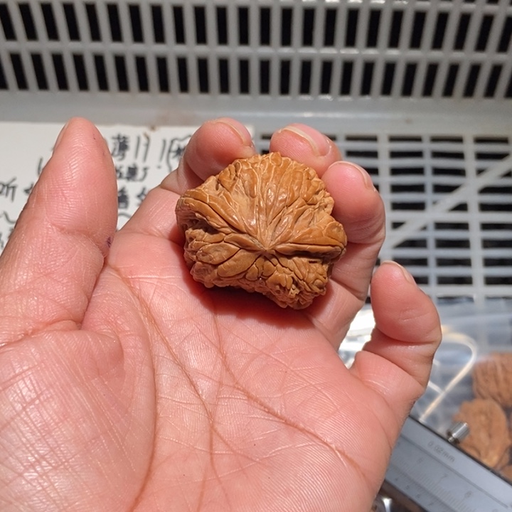 梦***落核桃暴雪蛇头尺寸40全品