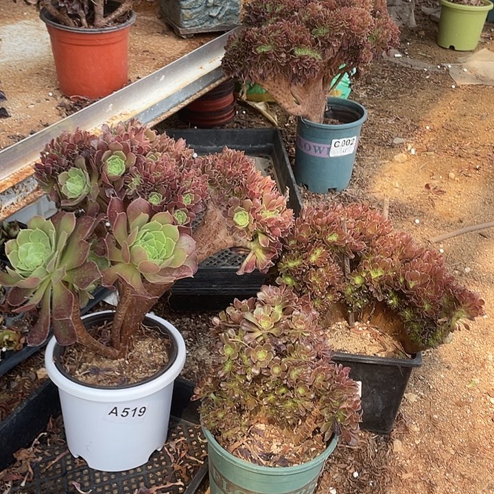 A519三颗特价缀化黑盆有伤脱土包邮