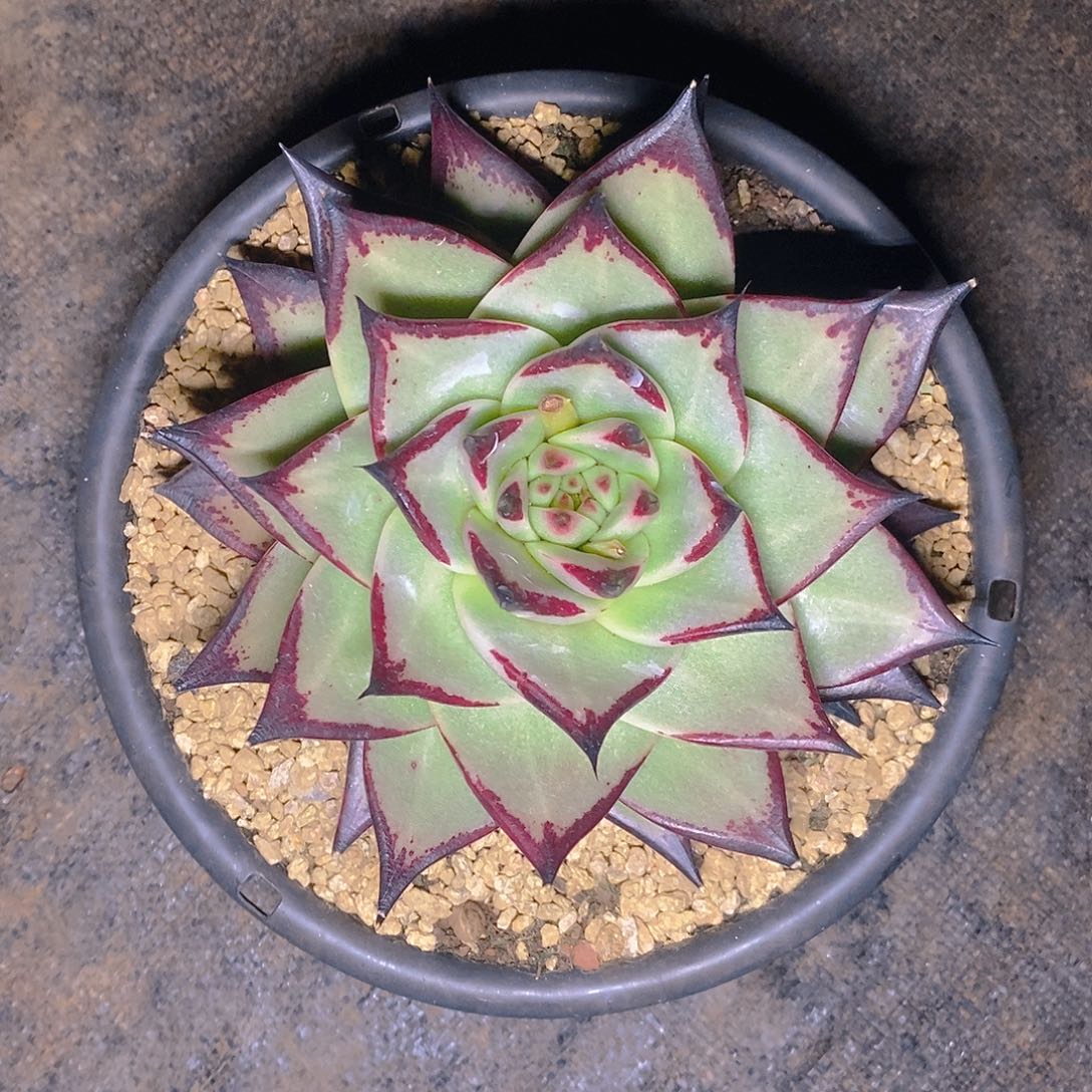 多肉植物乌木单头