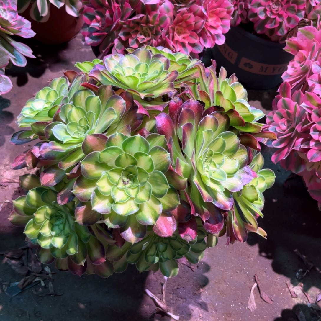 多肉植物韶华972