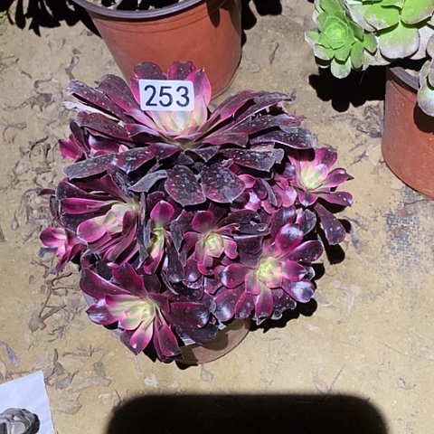 多肉植物法师253美杜莎