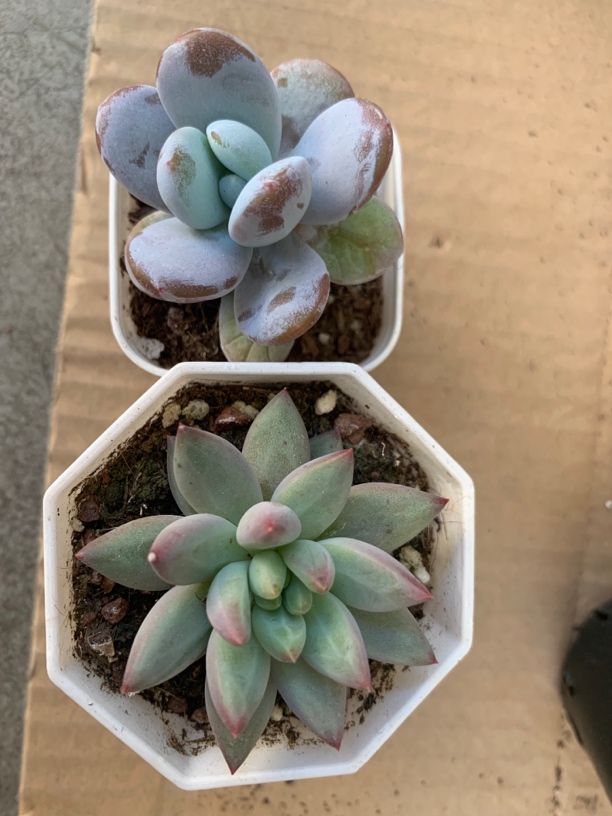 精品两盆美人多肉植物