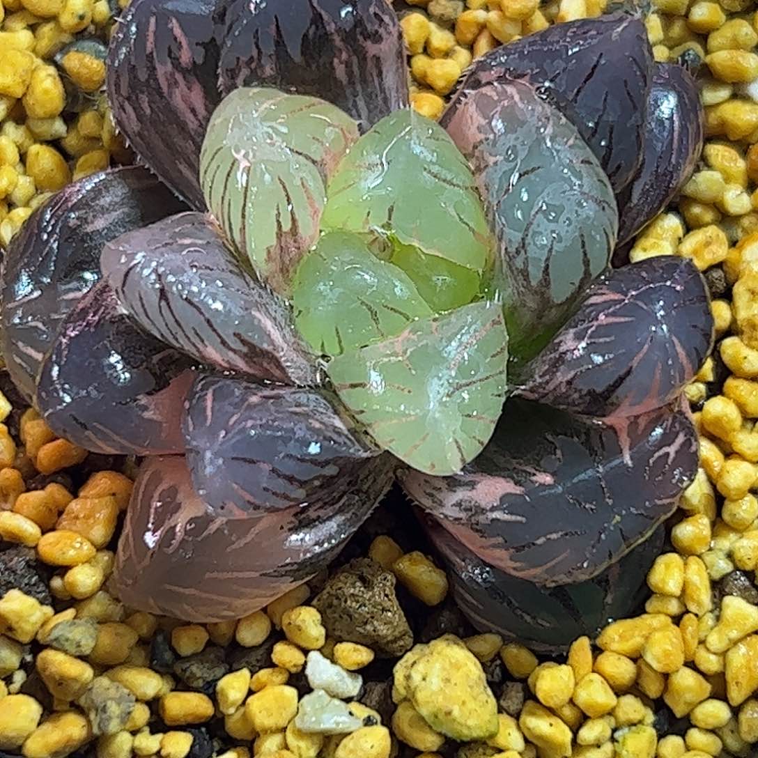 紫罗兰锦十二卷多肉植物