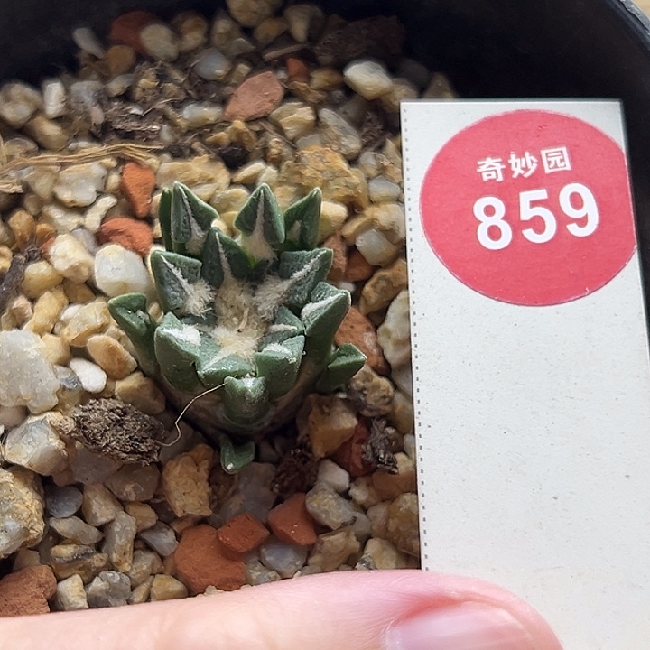 实生母本黑牡丹锦一棵仙人球