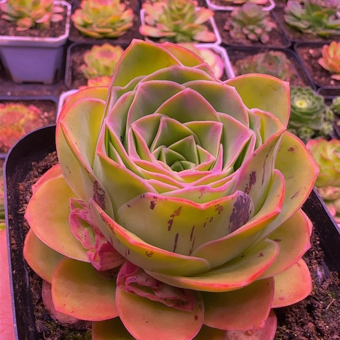 孤品玫瑰群12438676868686868686