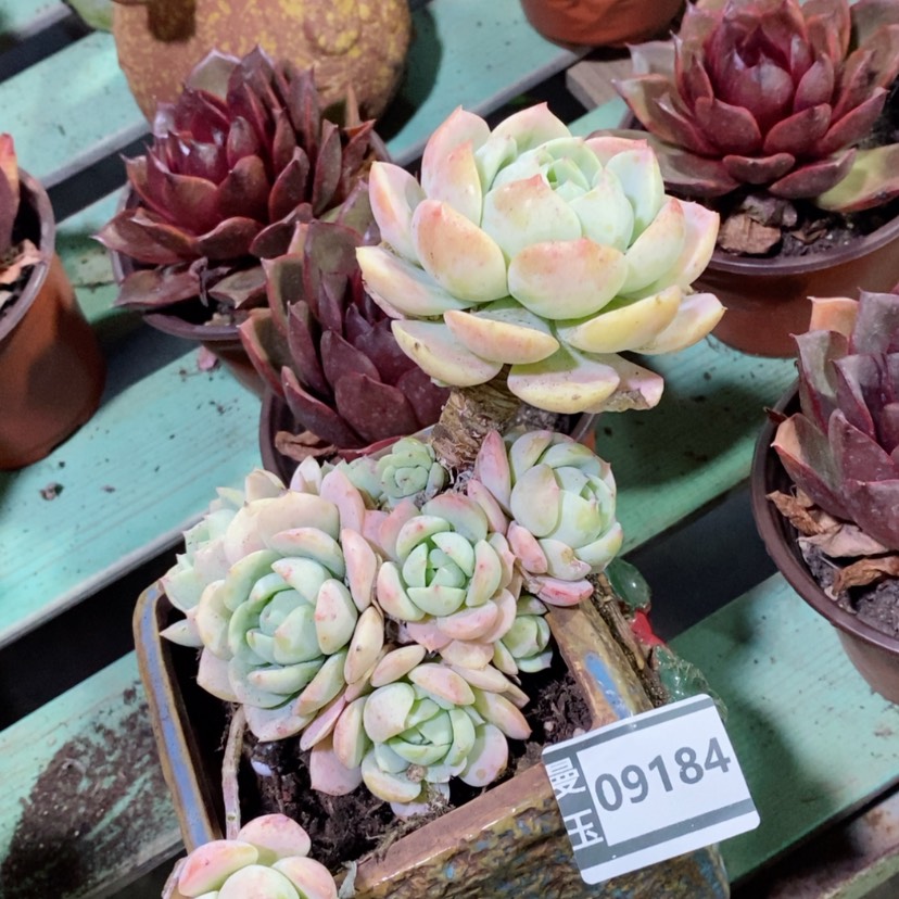 【闪购商品】恋曲09184