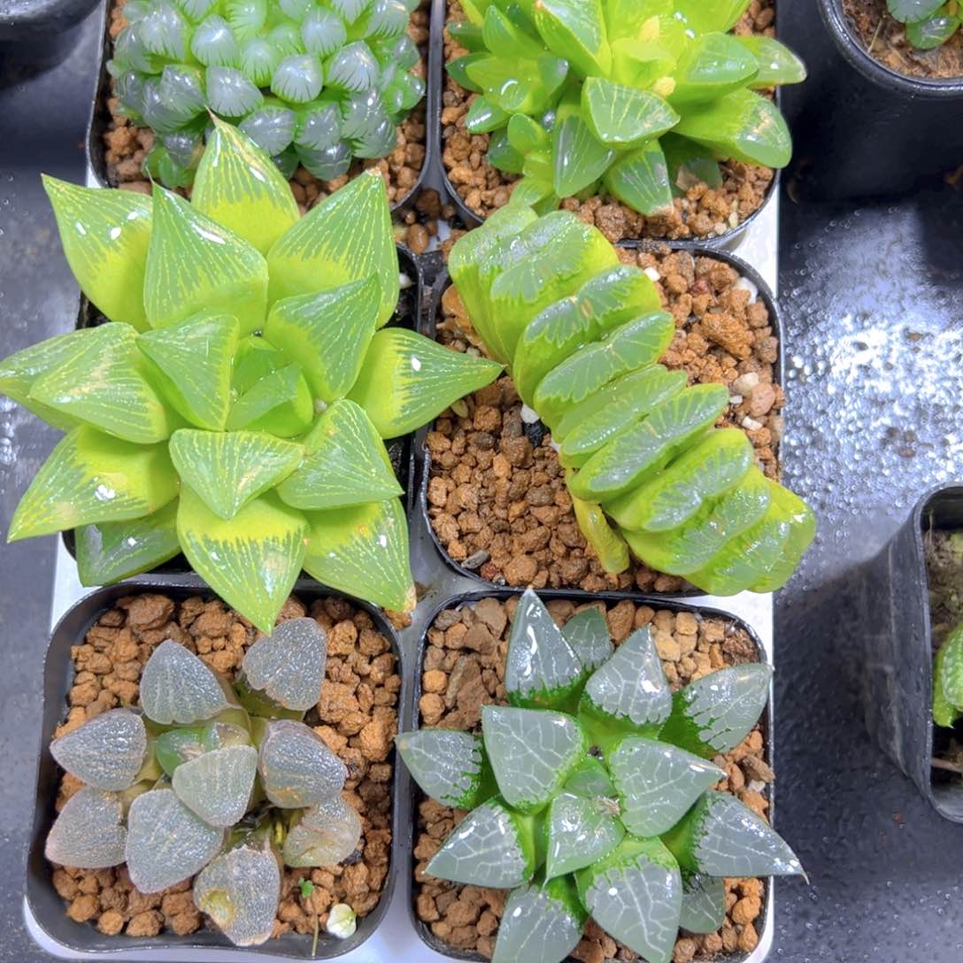 新人套餐玉露多肉6颗