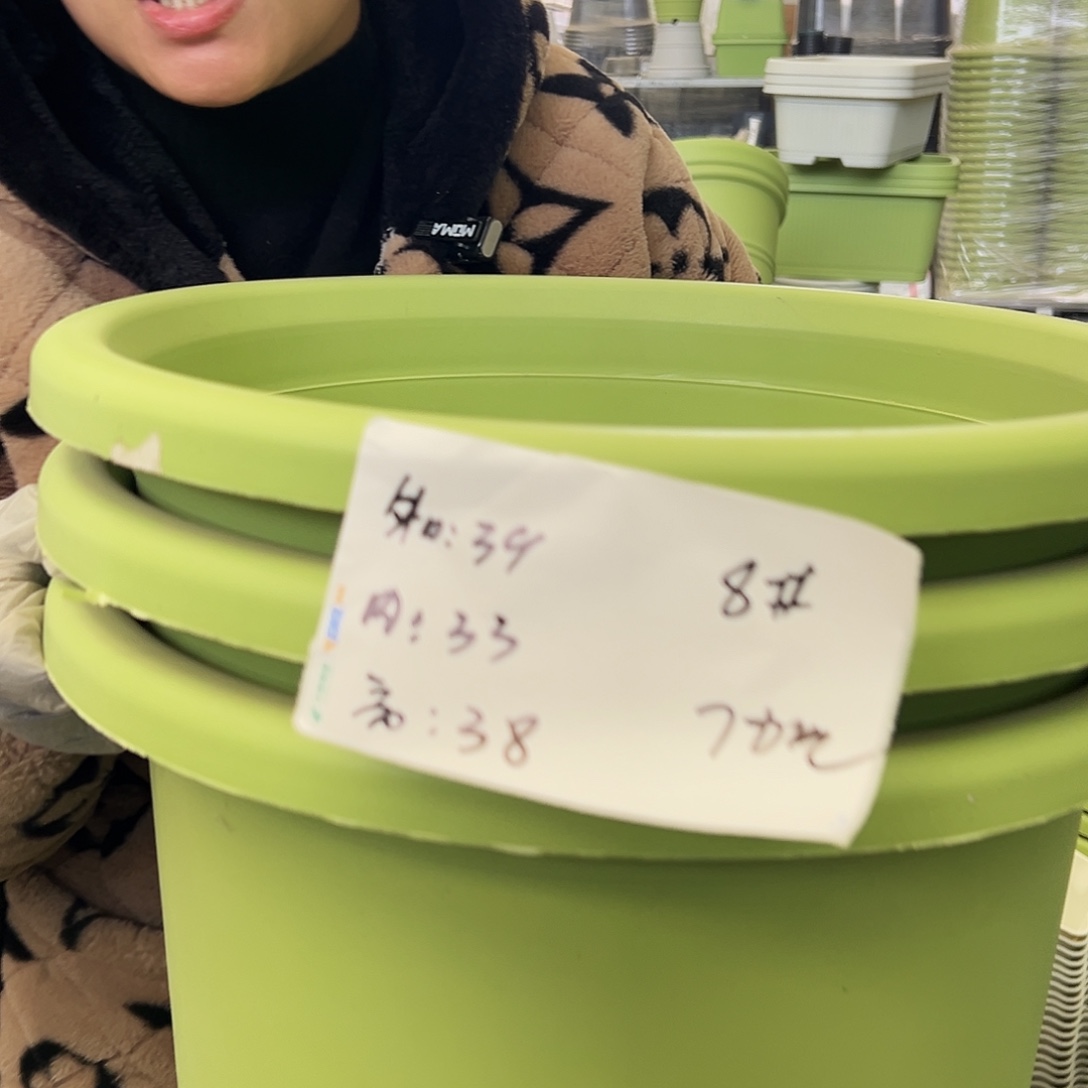 四季盆8#果绿色3个无托