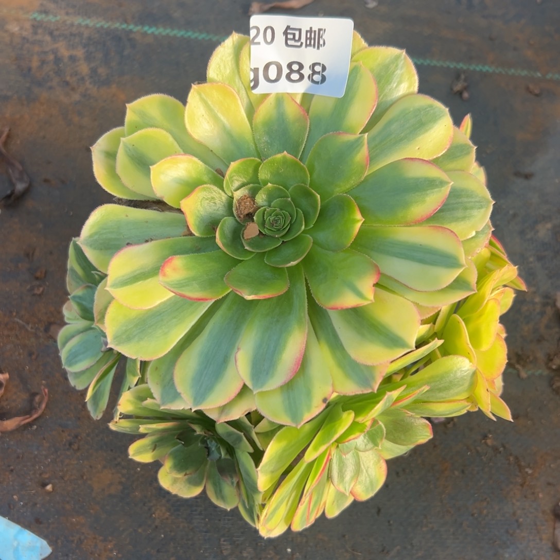 088雨荷，满20包邮嘟叮熊