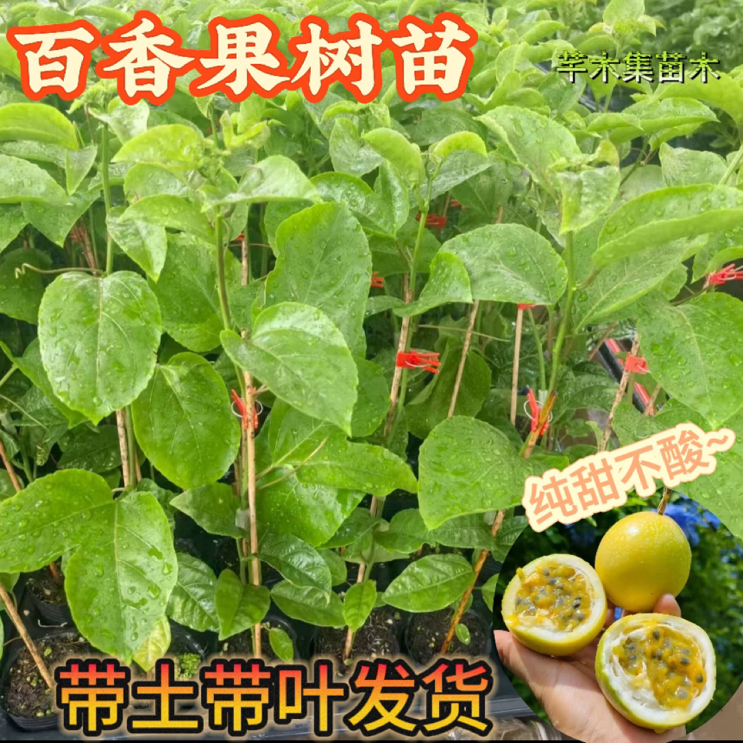黄金9号百香果树嫁接苗 台农百香果嫁接苗 带土带叶盆栽地栽