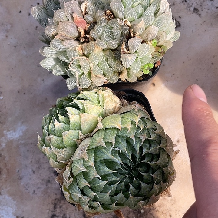 月***奴两颗直发昆明搭配