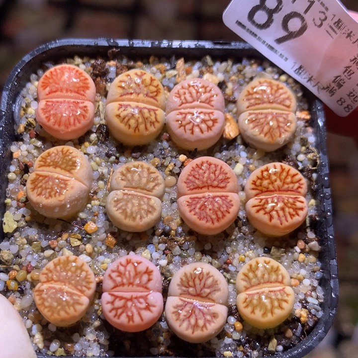 精品生石花113.89