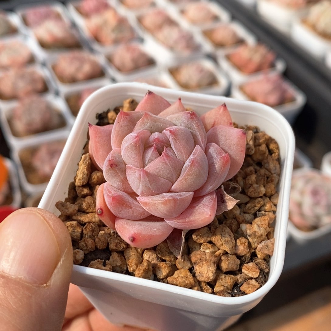 精品多肉一物一拍不包整96